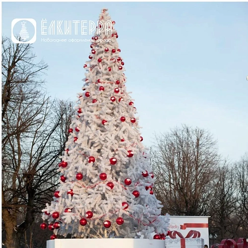 Альпийская ель белая, цвет хвои  Белый, высотой  20 м